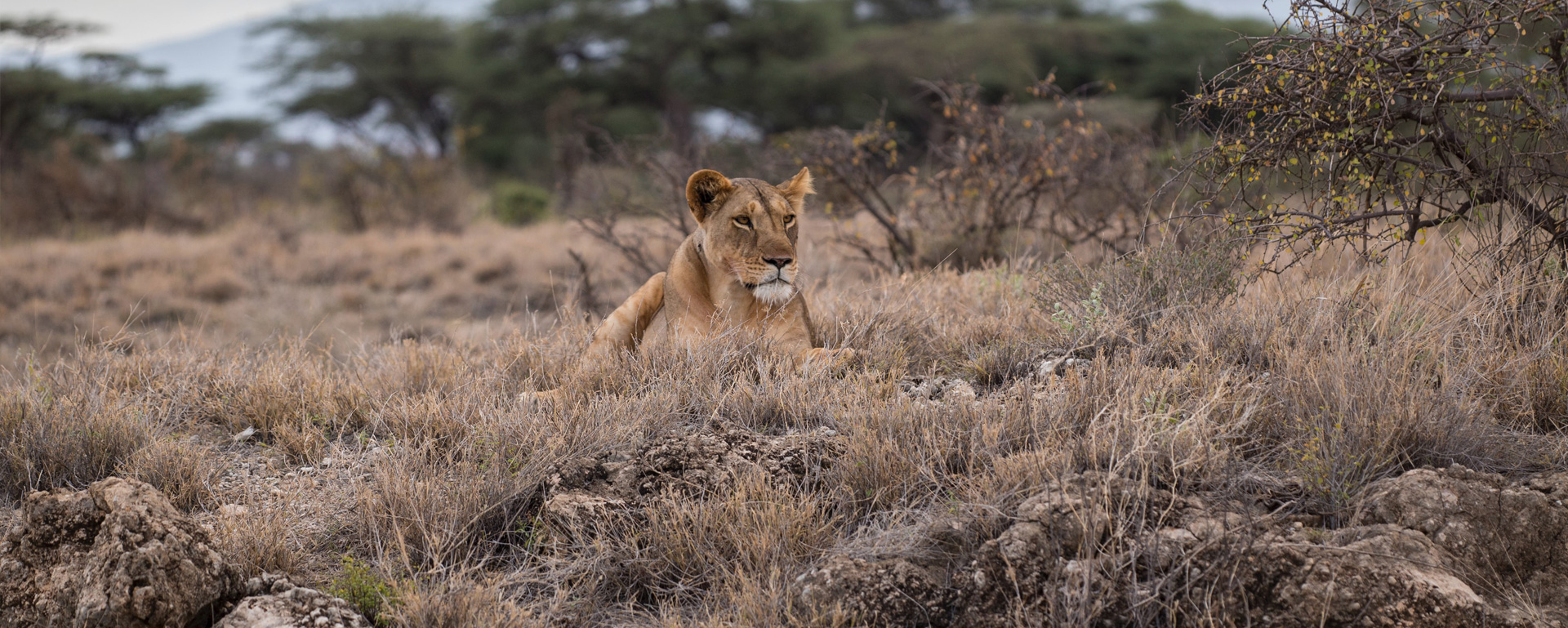 4-Day Tanzania Safari Tarangire, Serengeti & Manyara