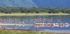 Lake-Manyara-National-Park6