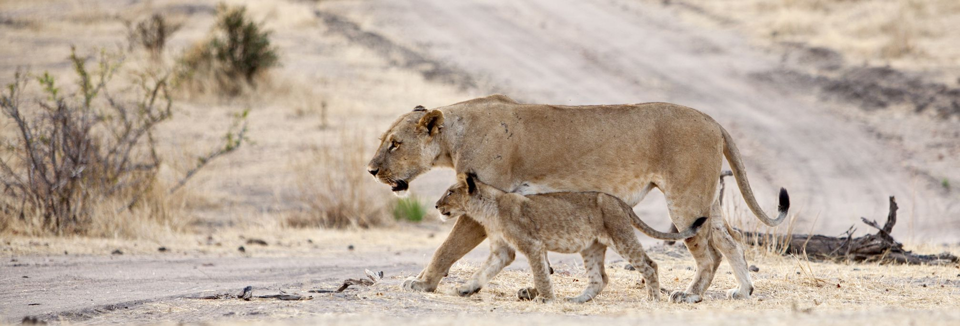 Ruaha National Park   