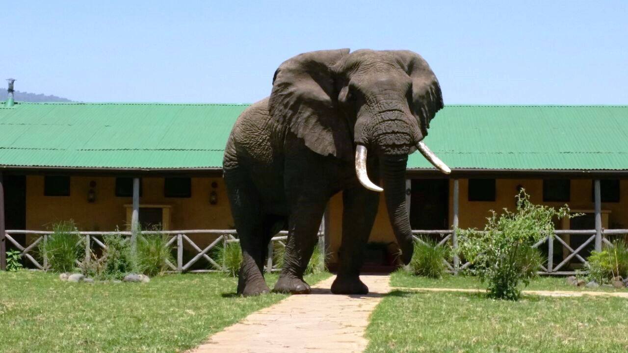 Rhino Lodge – Tanzania Safari