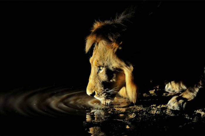 Night Game Drives