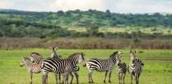 Group of Zebras in the plains of Akagera National Park in Rwanda. Akagera National Park covers 1,200 km² in eastern Rwanda, along the Tanzanian border.