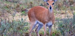 Male oribi antelope