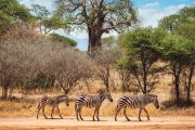 Tarangire national park